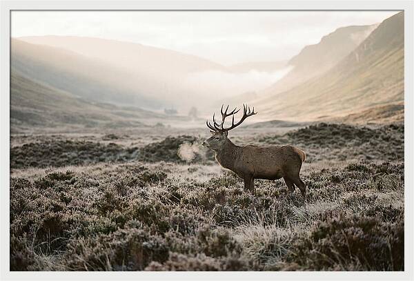 Stag Breathing Steam In Misty Landscape