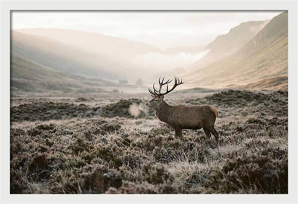 Stag Breathing Steam In Misty Landscape