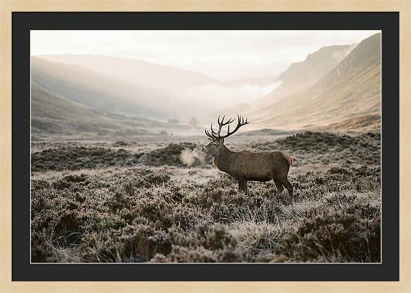 Stag Breathing Steam In Misty Landscape