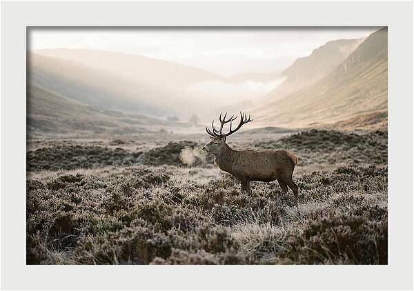 Stag Breathing Steam In Misty Landscape