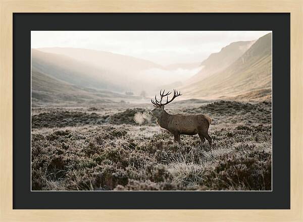 Stag Breathing Steam In Misty Landscape