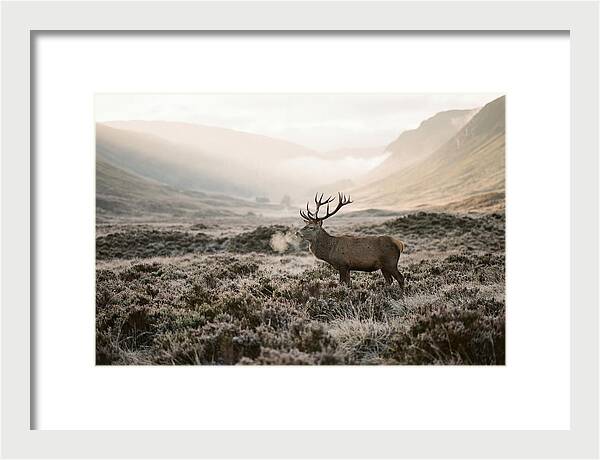 Stag Breathing Steam In Misty Landscape