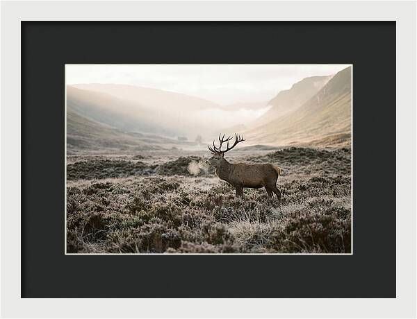 Stag Breathing Steam In Misty Landscape
