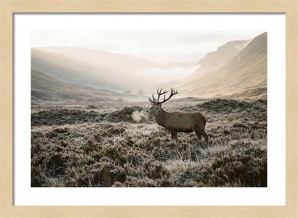 Stag Breathing Steam In Misty Landscape