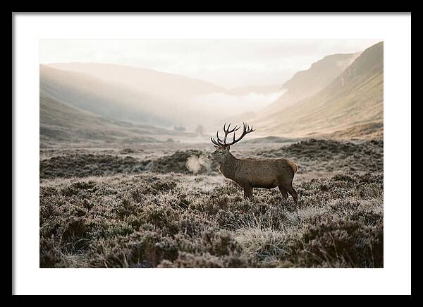 Stag Breathing Steam In Misty Landscape