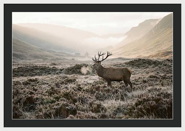 Stag Breathing Steam In Misty Landscape