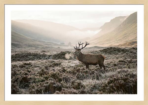 Stag Breathing Steam In Misty Landscape