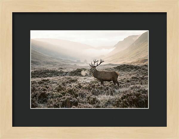 Stag Breathing Steam In Misty Landscape