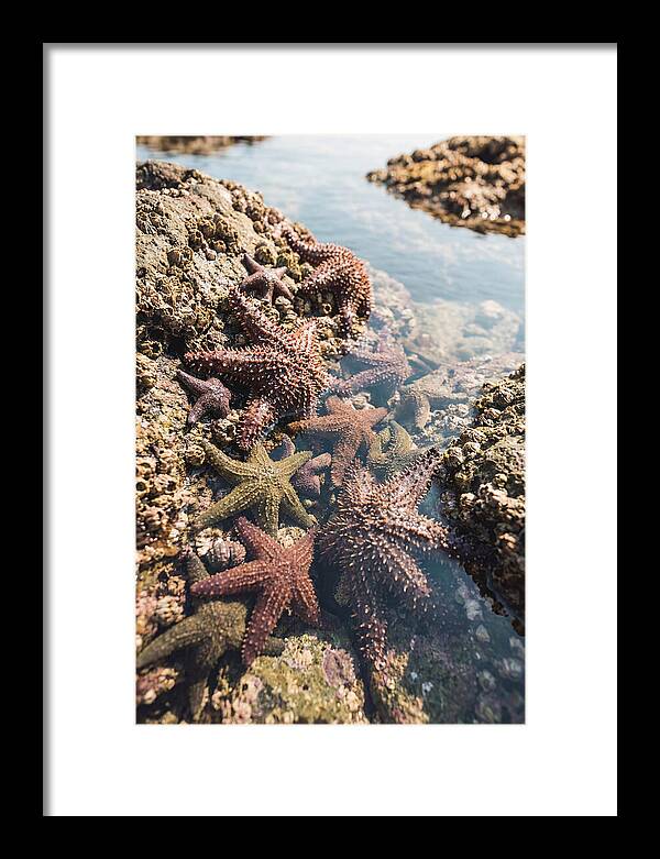 Starfish Cluster On Tide Pool Rocks