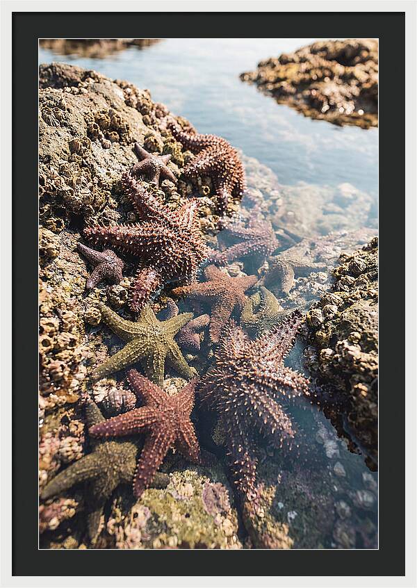 Starfish Cluster On Tide Pool Rocks