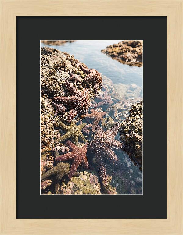 Starfish Cluster On Tide Pool Rocks