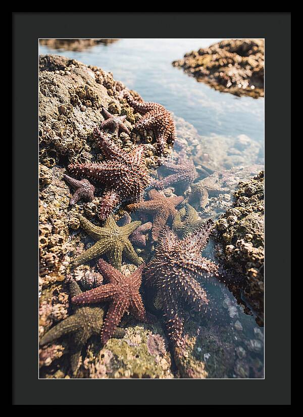 Starfish Cluster On Tide Pool Rocks