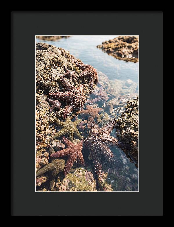 Starfish Cluster On Tide Pool Rocks