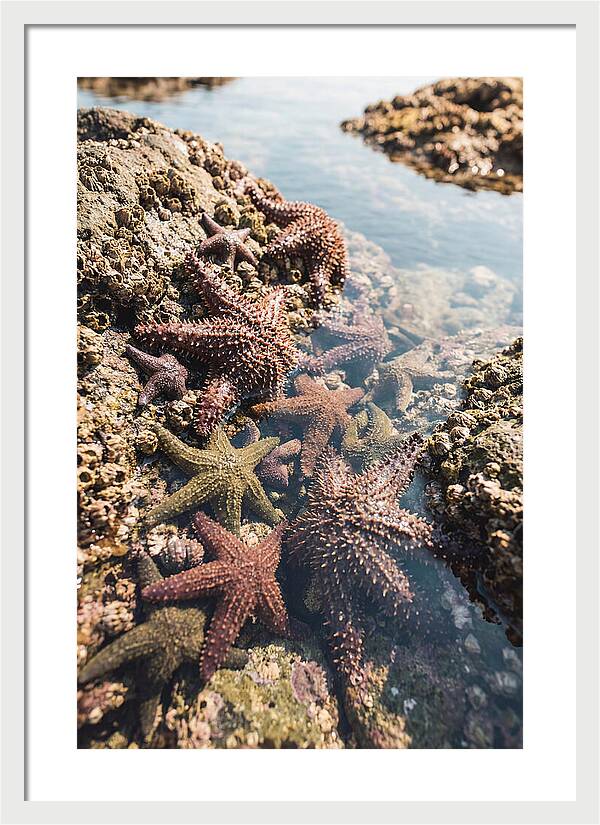 Starfish Cluster On Tide Pool Rocks
