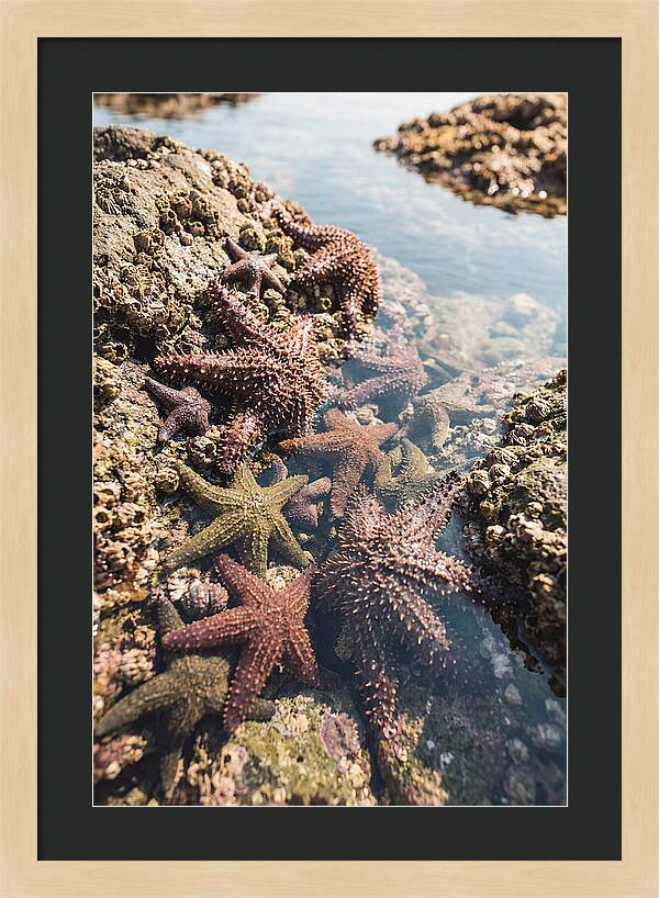 Starfish Cluster On Tide Pool Rocks