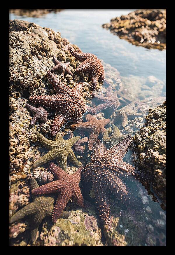 Starfish Cluster On Tide Pool Rocks