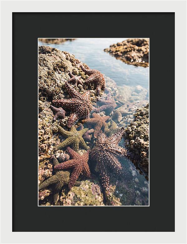 Starfish Cluster On Tide Pool Rocks