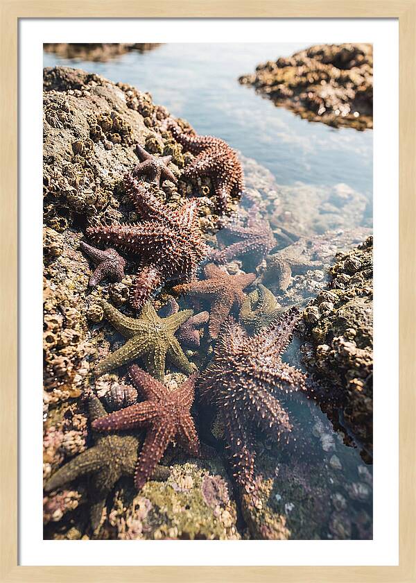 Starfish Cluster On Tide Pool Rocks
