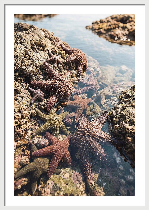 Starfish Cluster On Tide Pool Rocks