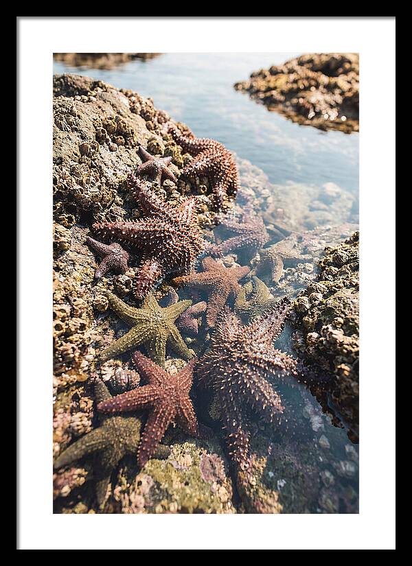 Starfish Cluster On Tide Pool Rocks