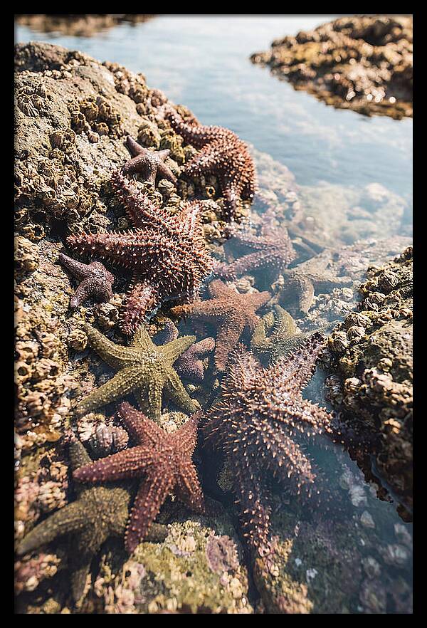 Starfish Cluster On Tide Pool Rocks