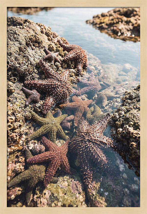 Starfish Cluster On Tide Pool Rocks