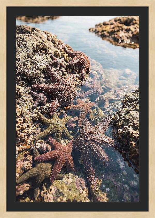 Starfish Cluster On Tide Pool Rocks