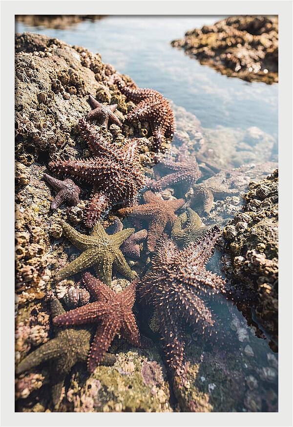 Starfish Cluster On Tide Pool Rocks