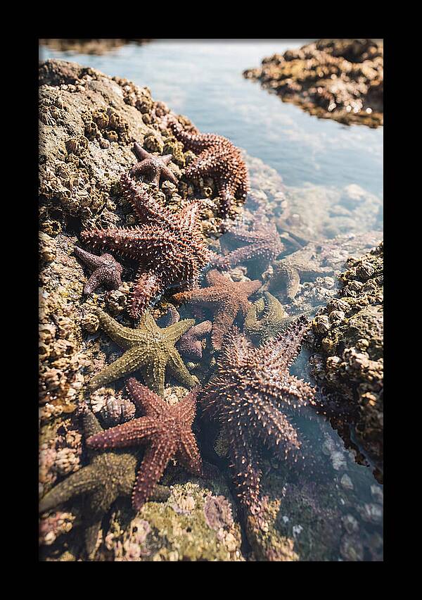 Starfish Cluster On Tide Pool Rocks