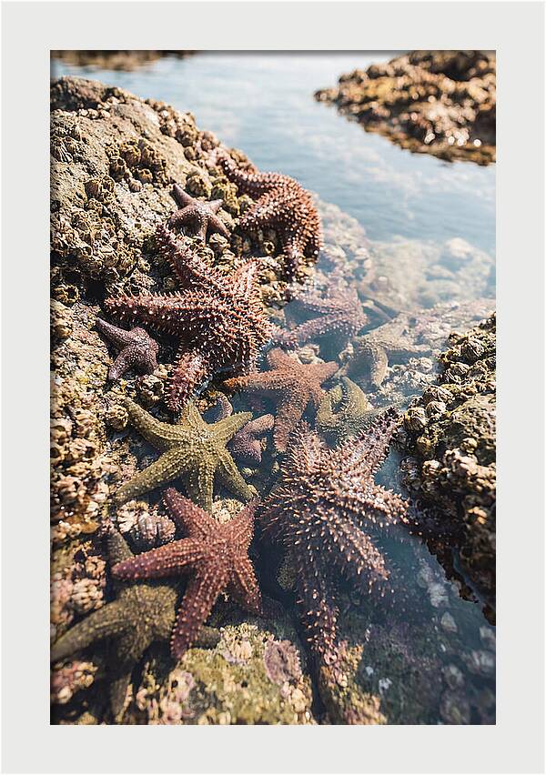 Starfish Cluster On Tide Pool Rocks