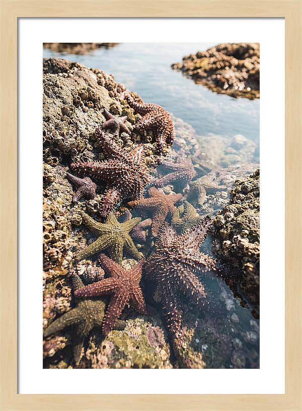 Starfish Cluster On Tide Pool Rocks