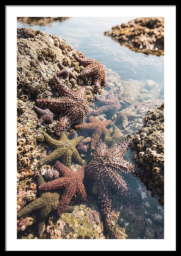 Starfish Cluster On Tide Pool Rocks