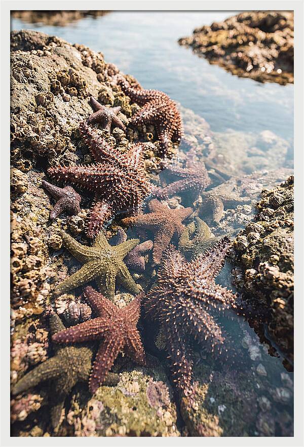Starfish Cluster On Tide Pool Rocks