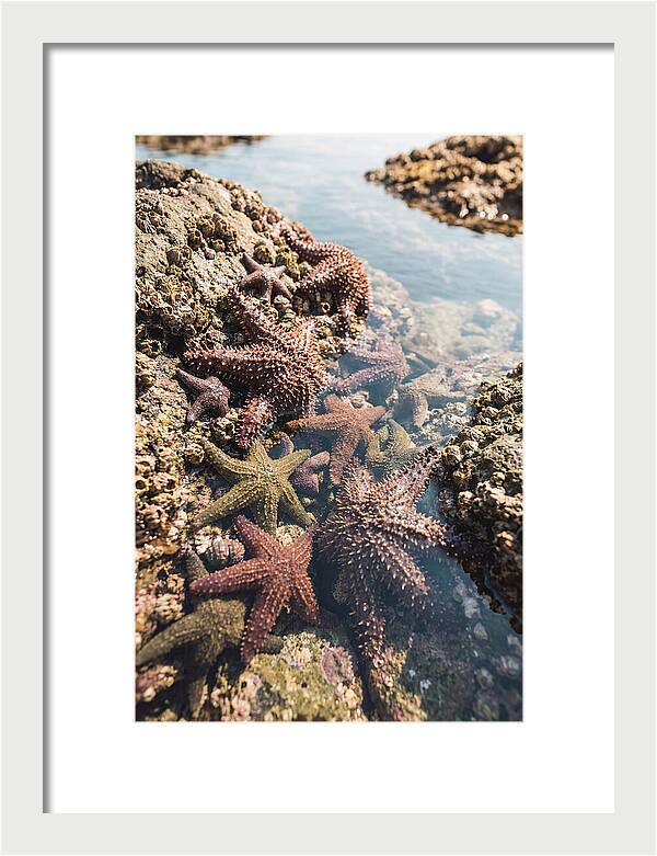 Starfish Cluster On Tide Pool Rocks