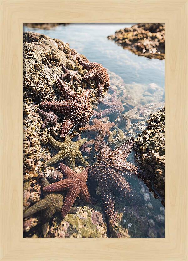 Starfish Cluster On Tide Pool Rocks