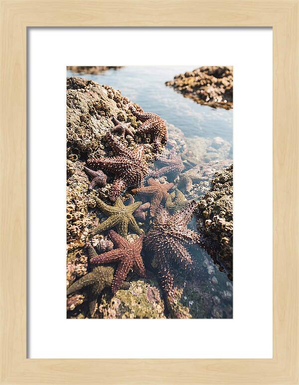 Starfish Cluster On Tide Pool Rocks