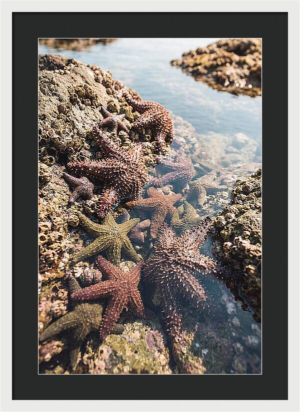 Starfish Cluster On Tide Pool Rocks