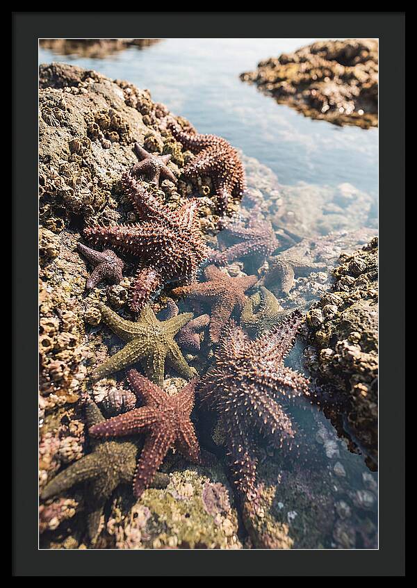 Starfish Cluster On Tide Pool Rocks