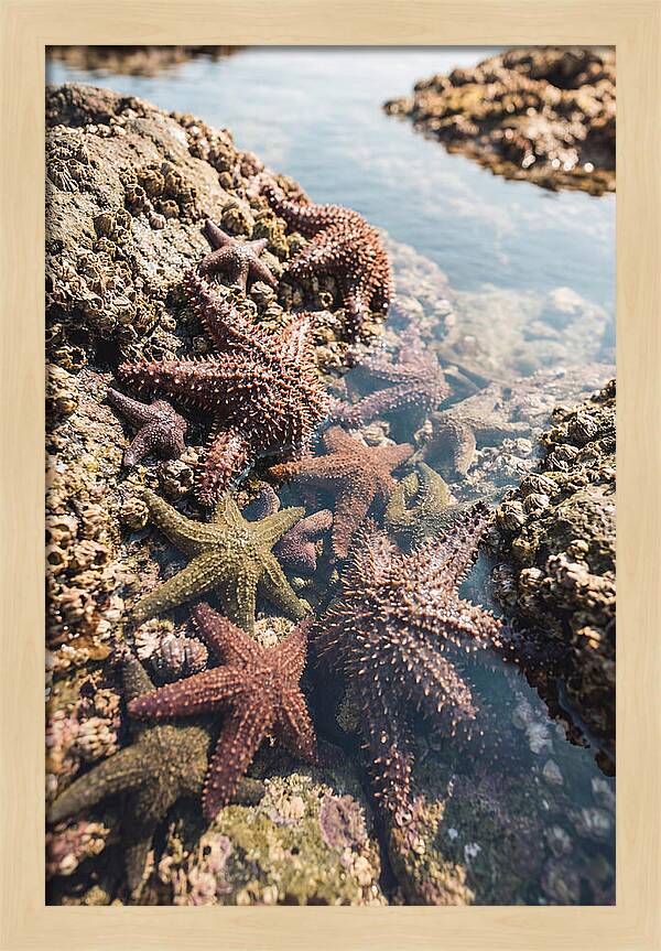 Starfish Cluster On Tide Pool Rocks