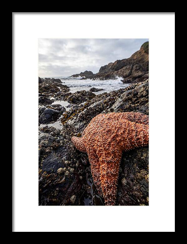 Starfish Texture Detail