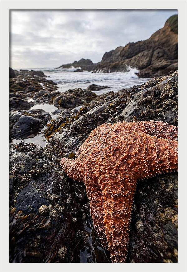 Starfish Texture Detail