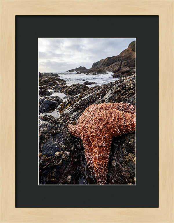 Starfish Texture Detail