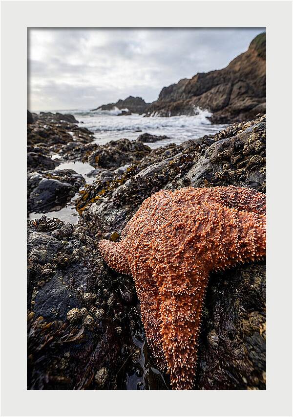 Starfish Texture Detail