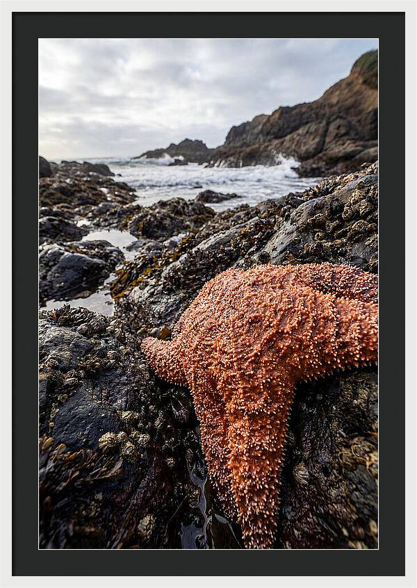 Starfish Texture Detail