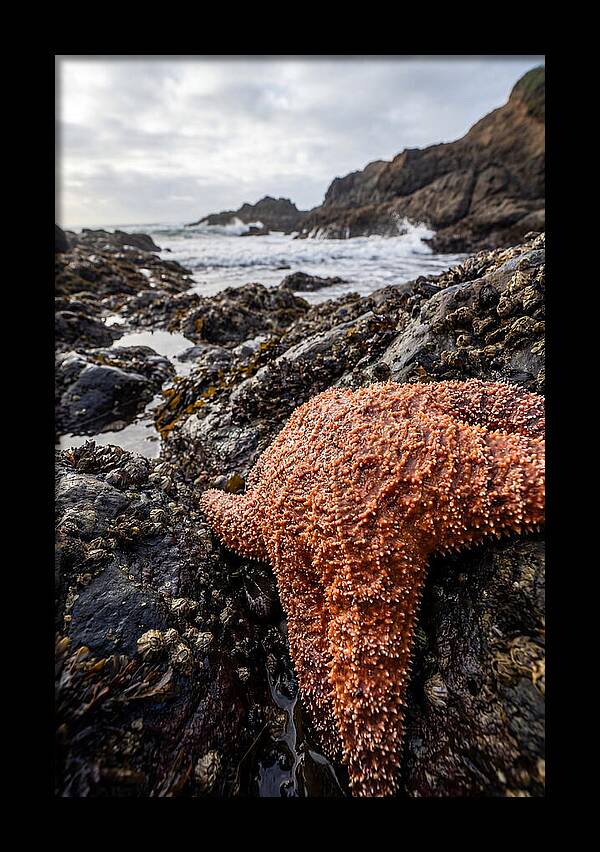 Starfish Texture Detail