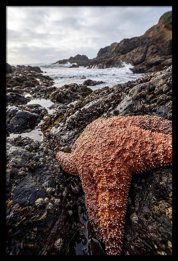 Starfish Texture Detail