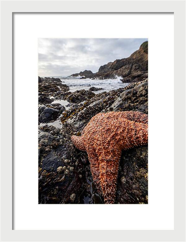 Starfish Texture Detail