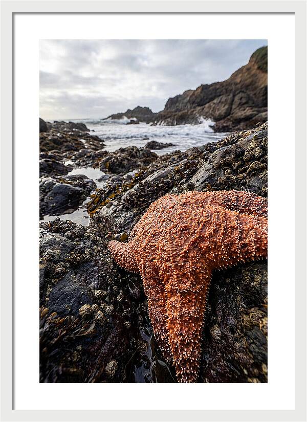 Starfish Texture Detail