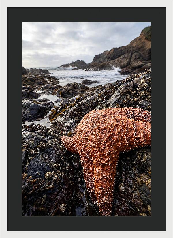 Starfish Texture Detail