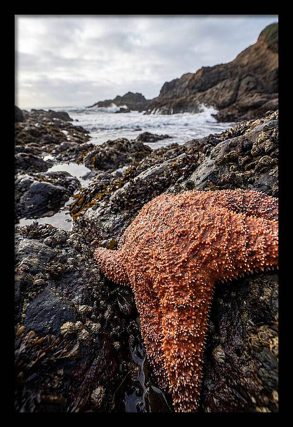 Starfish Texture Detail